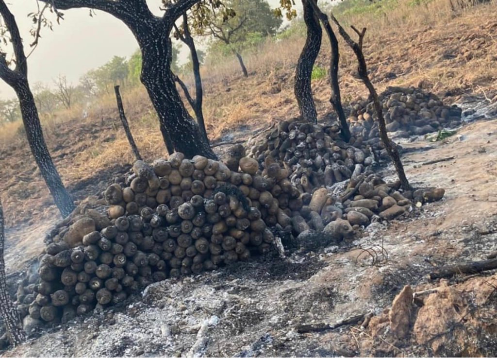 dramani-farms-burnt-to-ashes-10-000-tubers-of-yam-250-mango-trees-burnt